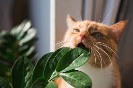 Image result for cat eating plants